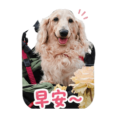 野蠻饅饅又來了