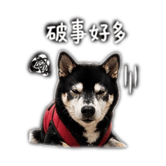 妞妞黑柴