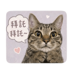 招財喵喵日常
