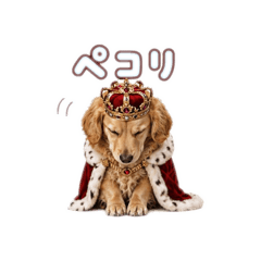 poteto dog0505