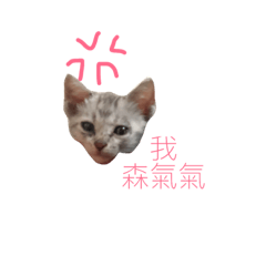 I am a QQ cat