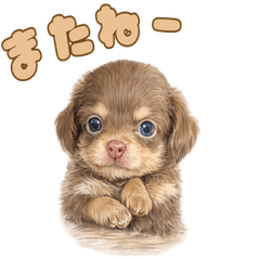 Didi Adventure Diary
