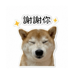 哈庫庫發呆日常