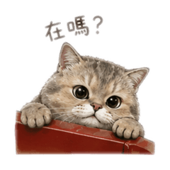 我的可愛卯咪