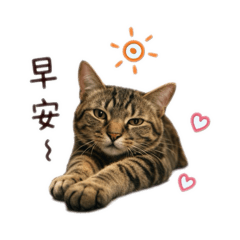 江QQQQQ寶