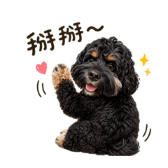 Guan可卡犬日常第二彈