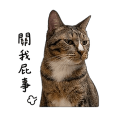 湯姆嗑吐司