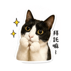 蘇荔枝