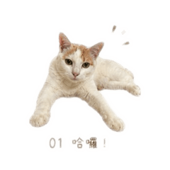 阿摸 阿咪1