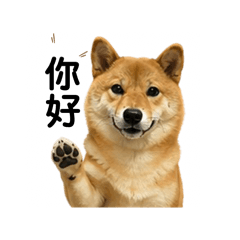 像土狗的柴犬2
