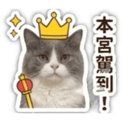 可愛小米娜❤️