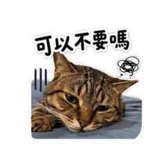 本喵不想努力！
