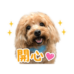 貴賓狗 咪嚕 日常生活