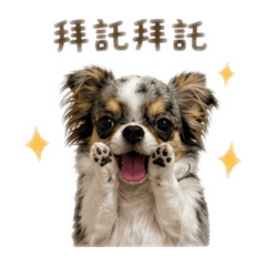 吉娃娃-小寶