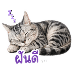 Petch jar_20260428143357