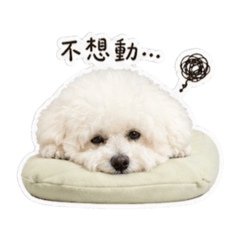 白貴賓Aelly