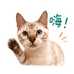寶亨一號