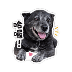 哈囉我是Money ！