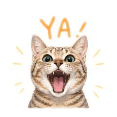 方嚕比！！