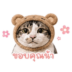 cute cat lisa