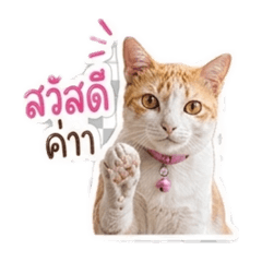Petch jar_20260428143502