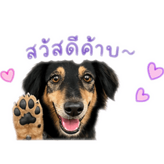 Mhaimhon the Dog