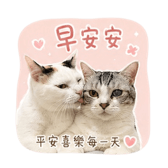 !!可愛貓咪/早晚問候圖!!