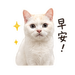 Somi の日常