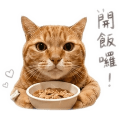 大橘咪辛迪寶