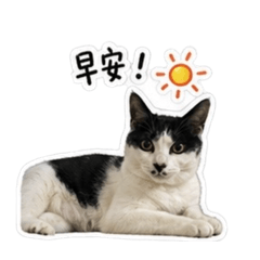 招財咪咪