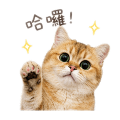 脆皮愛調皮