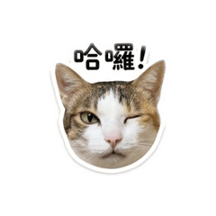布丁最可愛1