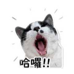 牛仔寶