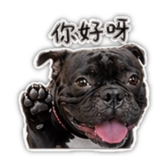KuRo惡霸犬寶寶