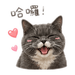 寶珠小貓咪