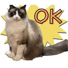 reo ragdoll