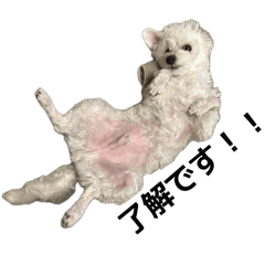 ZOZO527_20260505202031