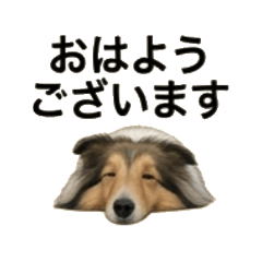 sheltie chao's Daily Chat Stickers sea3