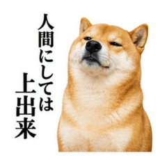 A Shiba Inu that's sass...