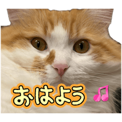 SO_20260505093748