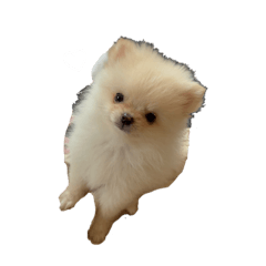Poncho_20260505112657