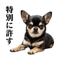 A Chihuahua who thinks it runs the show