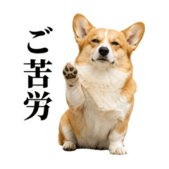 A corgi that underestimates...