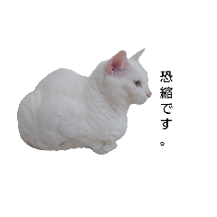 nekonote_20260505175702