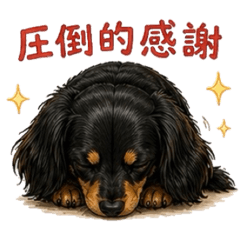 My Pal, a Miniature Dachshund