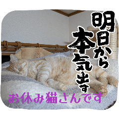 everythingcyacyamaru_20260505203147