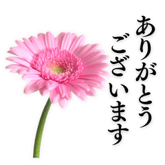 Long-Stemmed Gerberas & Polite Greetings