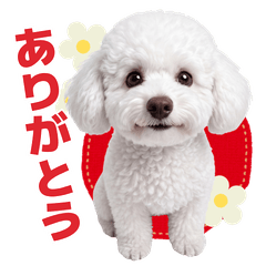 Fluffy Toy Poodle: Daily Tail-Wags