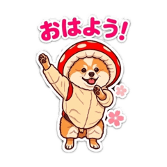 Pomeranian Caesar_20260505203152