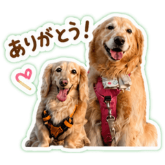 cotto3807_20260505213645